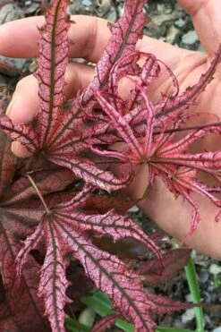 Crescent Moon Japanese Maple (Acer Palmatum 'Mikazuki') - 3 Gallon Pot (3-4')