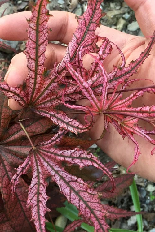 Crescent Moon Japanese Maple (Acer palmatum 'Mikazuki') - 3 Gallon Pot (3-4')