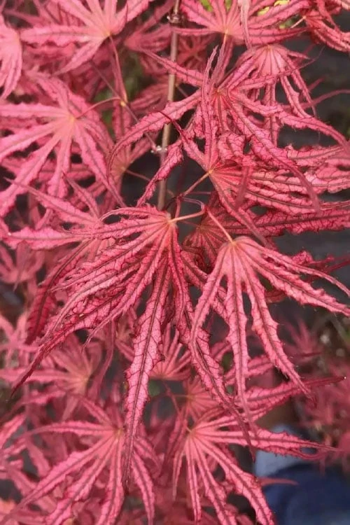 Crescent Moon Japanese Maple (Acer palmatum 'Mikazuki') - 3 Gallon Pot (3-4')