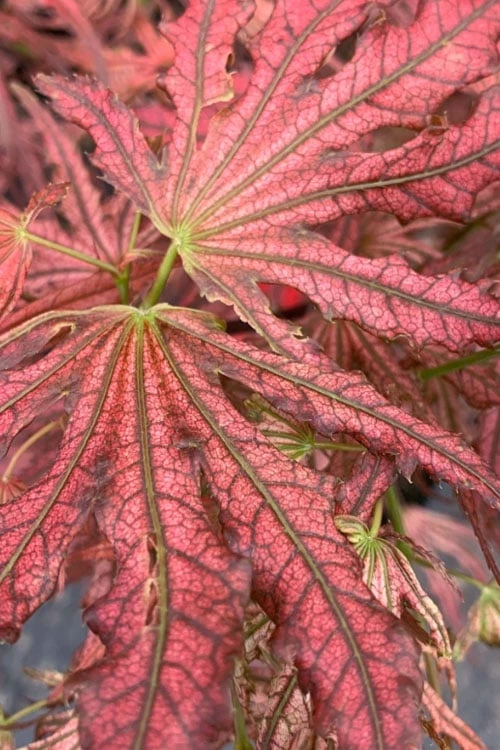 Crescent Moon Japanese Maple (Acer palmatum 'Mikazuki') - 3 Gallon Pot (3-4')