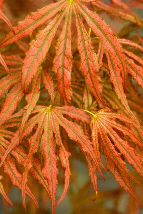 Crescent Moon Japanese Maple (Acer palmatum 'Mikazuki') - 3 Gallon Pot (3-4')