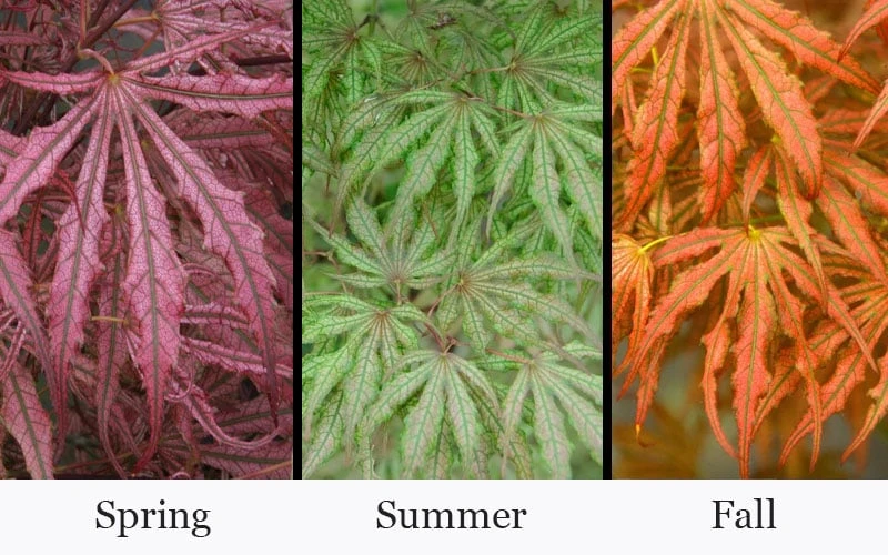 Crescent Moon Japanese Maple (Acer palmatum 'Mikazuki') - 3 Gallon Pot (3-4')