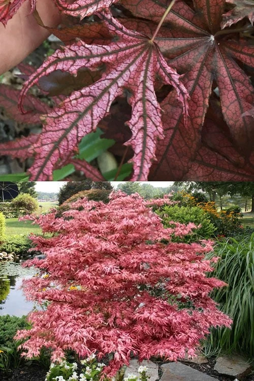 Crescent Moon Japanese Maple (Acer palmatum 'Mikazuki') - 3 Gallon Pot (3-4')