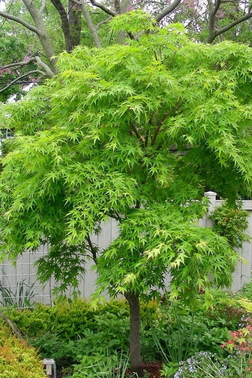 Pine Bark Japanese Maple (Acer palmatum 'Nishiki Gawa) - 1 Gallon Pot