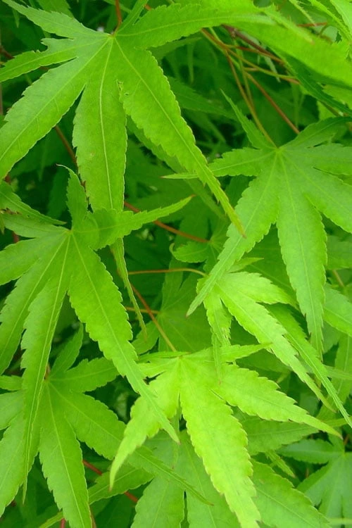 Pine Bark Japanese Maple (Acer palmatum 'Nishiki Gawa) - 1 Gallon Pot