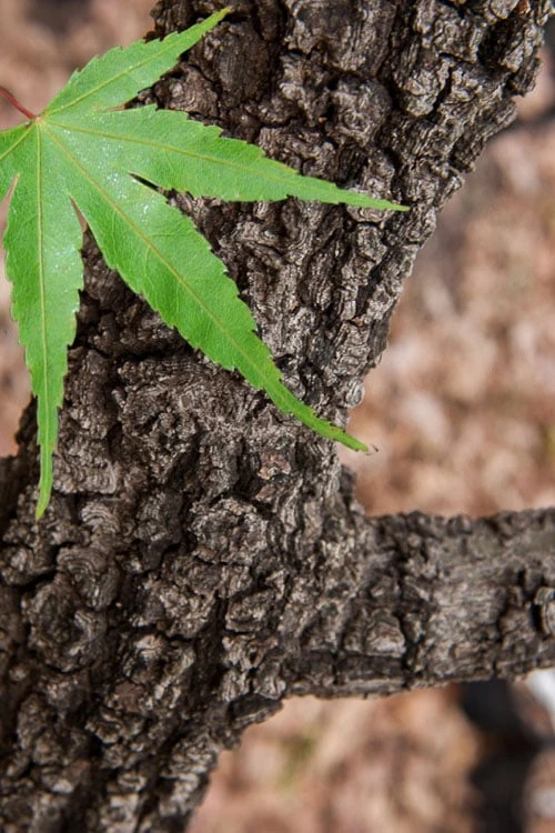 Pine Bark Japanese Maple (Acer palmatum 'Nishiki Gawa) - 1 Gallon Pot