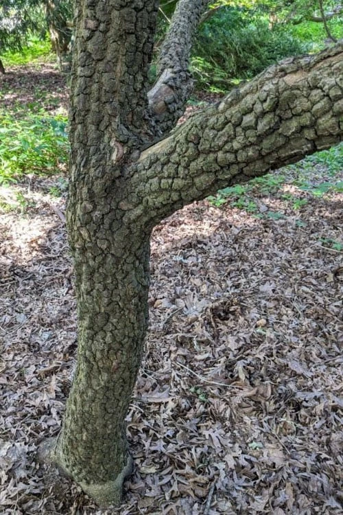 Pine Bark Japanese Maple (Acer palmatum 'Nishiki Gawa) - 1 Gallon Pot