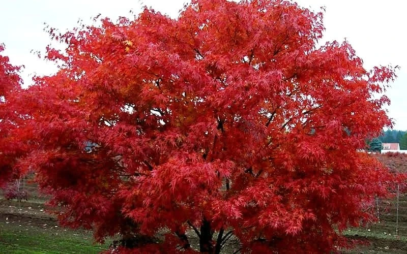 Pine Bark Japanese Maple (Acer palmatum 'Nishiki Gawa) - 1 Gallon Pot