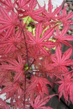Olsen's Frosted Strawberry Japanese Maple - 3 Gallon Pot