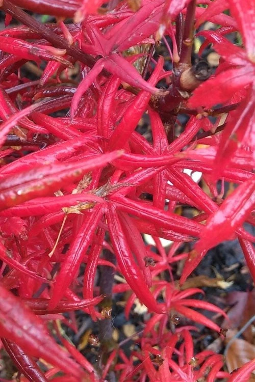 Peve's Starfish Japanese Maple - 3 Gallon Pot