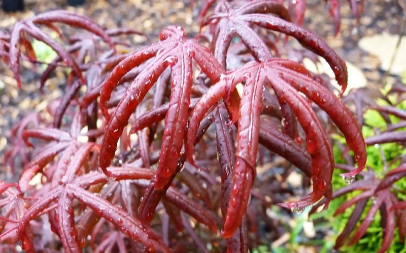 Peve's Starfish Japanese Maple - 3 Gallon Pot