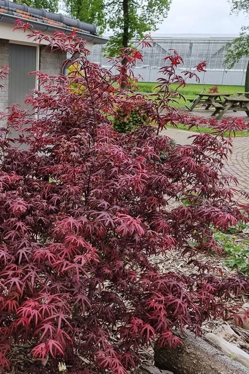 Peve's Starfish Japanese Maple - 3 Gallon Pot
