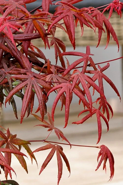 Peve's Starfish Japanese Maple - 3 Gallon Pot