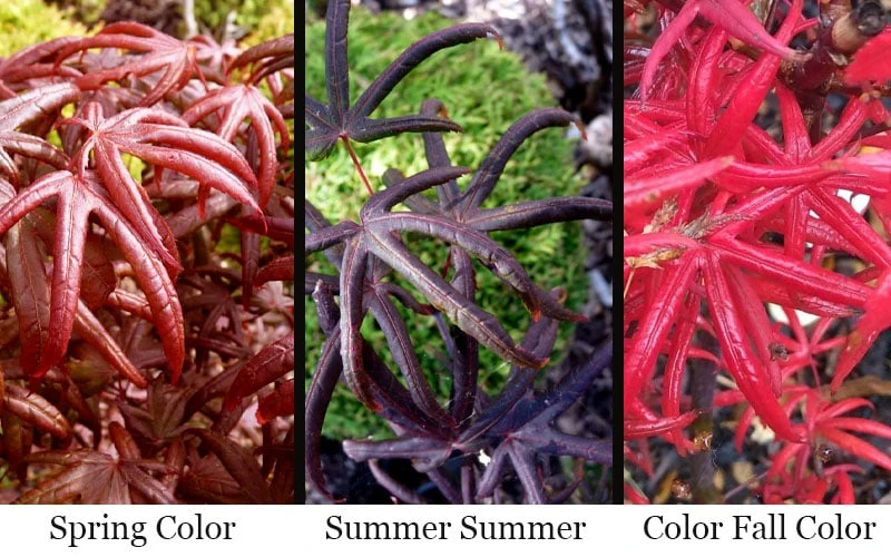 Peve's Starfish Japanese Maple - 3 Gallon Pot