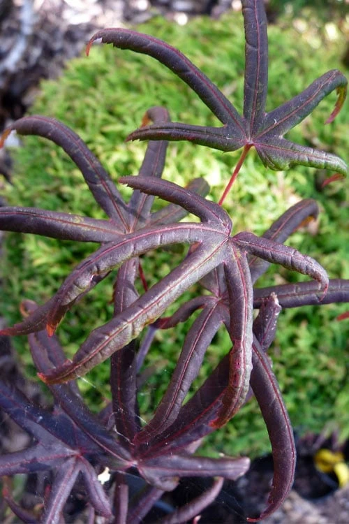 Peve's Starfish Japanese Maple - 3 Gallon Pot