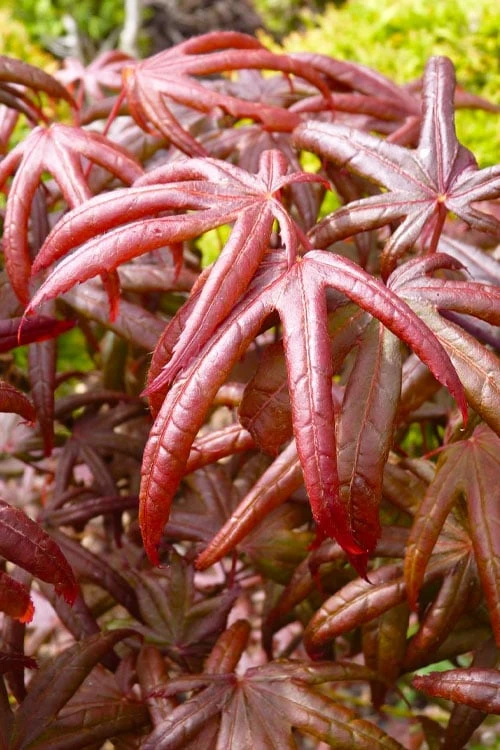 Peve's Starfish Japanese Maple - 3 Gallon Pot