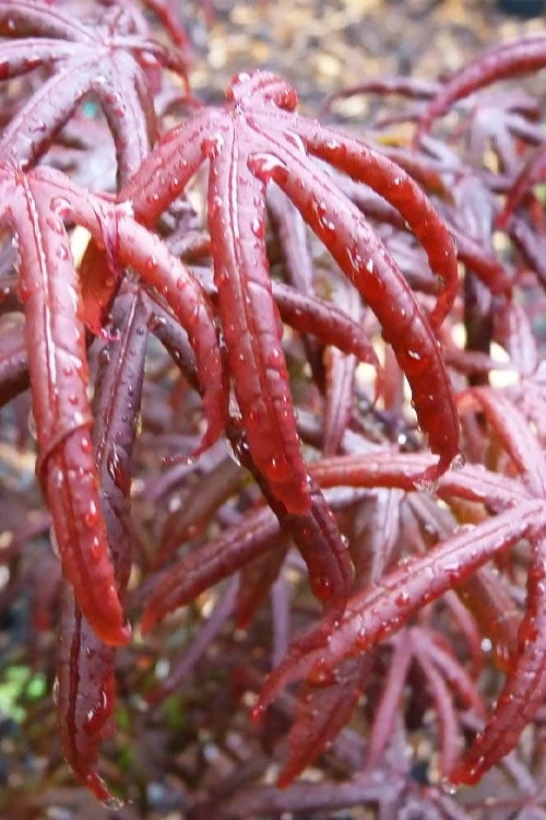 Peve's Starfish Japanese Maple - 3 Gallon Pot
