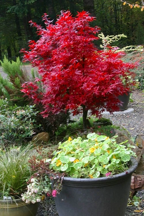 Shaina Dwarf Red Japanese Maple - 7 Gallon Pot (3.5 to 4.5')