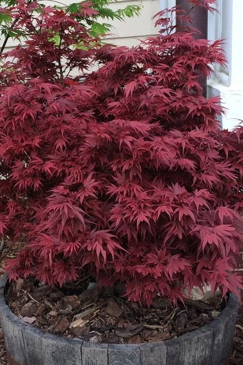 Shaina Dwarf Red Japanese Maple - 7 Gallon Pot (3.5 to 4.5')