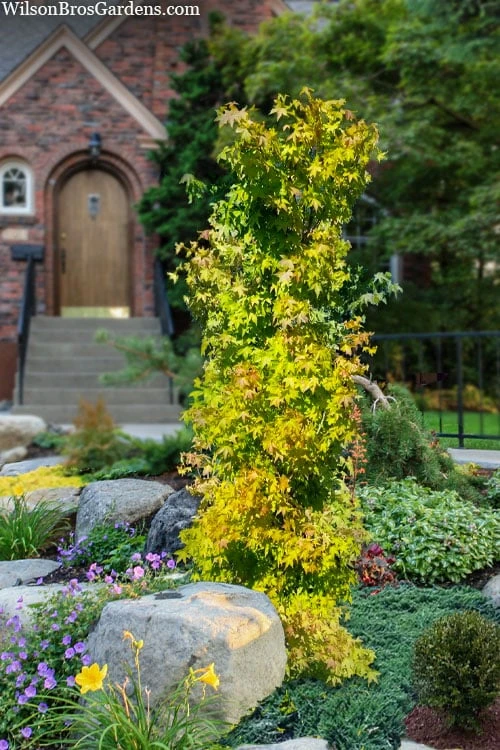 Skyscraper Columnar Japanese Maple - 1 Gallon Pot