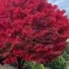 Tobiosho Japanese Maple Tree - 3 Gallon Pot