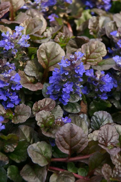 Bronze Beauty Ajuga (Bugleweed) - 5 Pack of 4" Pint Pots