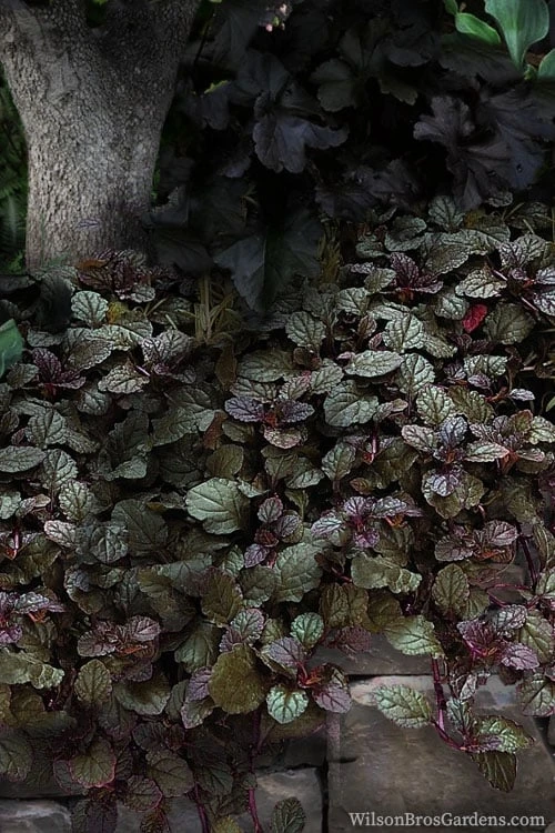 Bronze Beauty Ajuga (Bugleweed) - 5 Pack of 4" Pint Pots