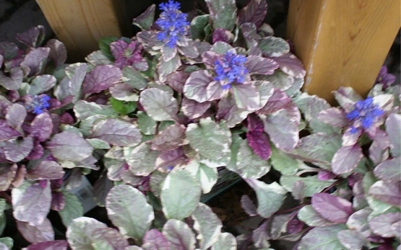 Burgundy Glow Ajuga - Bugleweed - 10 Count Flat of 4" Pint Pots