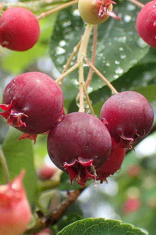 Shadblow Serviceberry Tree (Amelanchier canadensis) - 5 Gallon Pot
