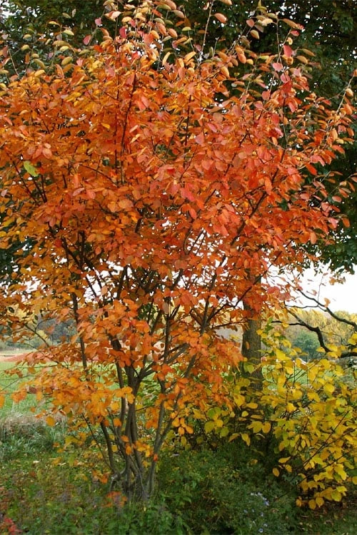 Shadblow Serviceberry Tree (Amelanchier canadensis) - 5 Gallon Pot