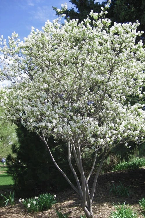 Shadblow Serviceberry Tree (Amelanchier canadensis) - 5 Gallon Pot