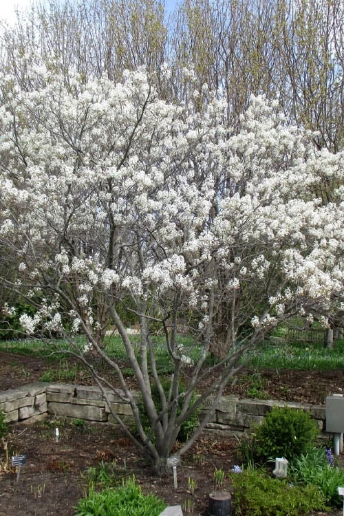 Shadblow Serviceberry Tree (Amelanchier canadensis) - 5 Gallon Pot