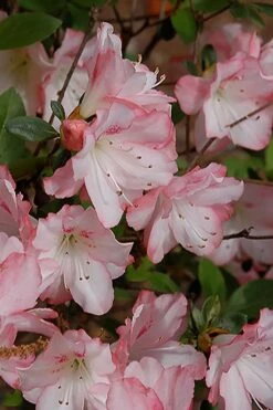 Amy Azalea - 1 Gallon Pot