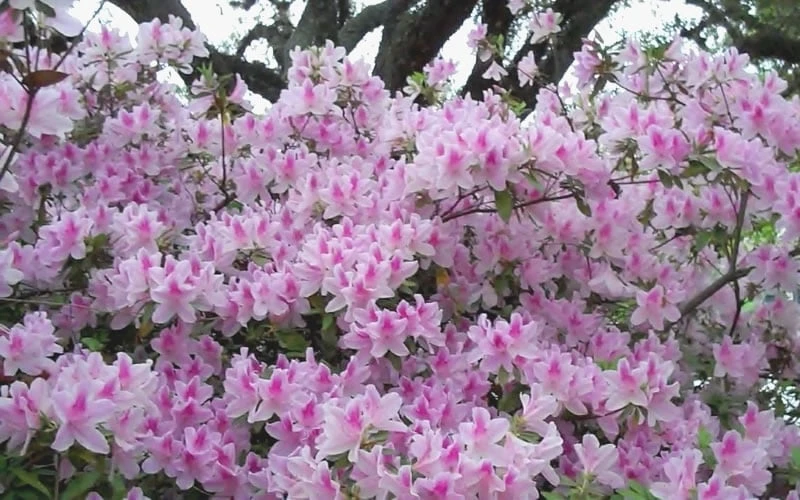 George L. Taber Southern Indica Azalea - 7 Gallon Pot