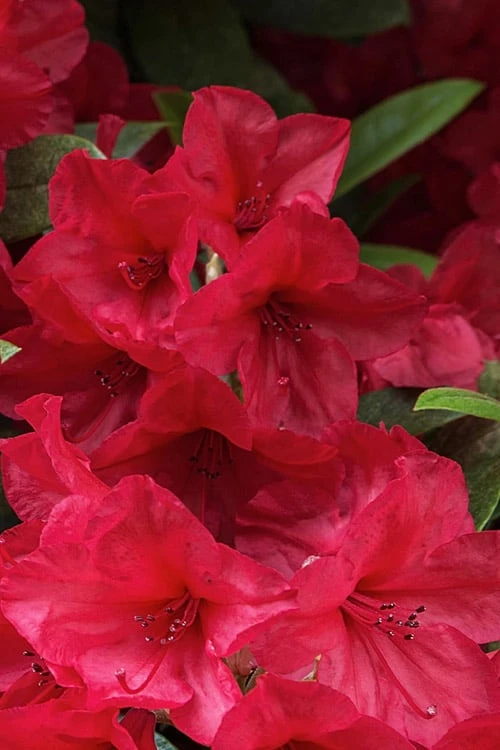 Vivid Azalea - 1 Gallon Pot