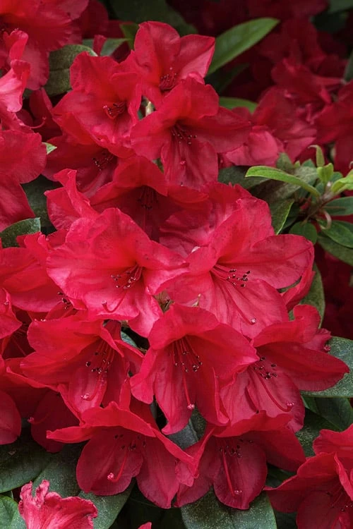 Vivid Azalea - 1 Gallon Pot