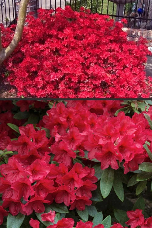 Vivid Azalea - 1 Gallon Pot