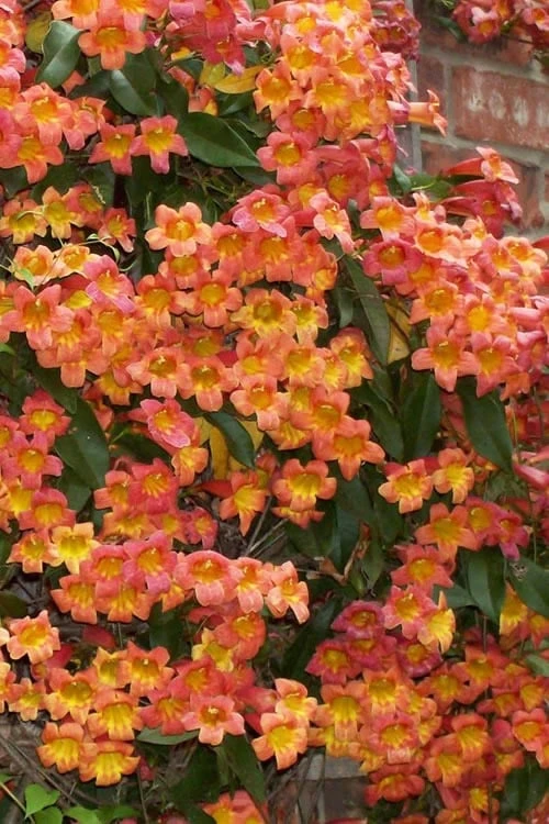Tangerine Beauty Crossvine Bignonia - 6 Pack of 1 Gallon Pots