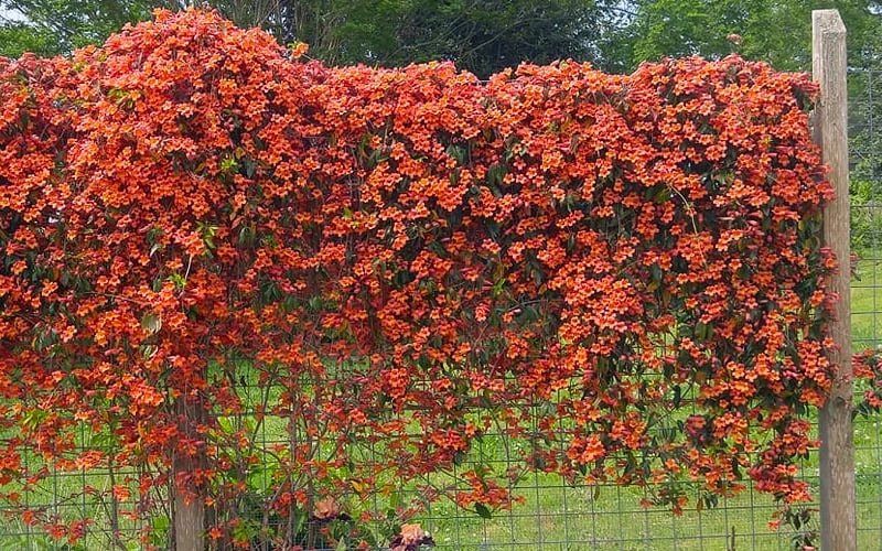Tangerine Beauty Crossvine Bignonia - 6 Pack of 1 Gallon Pots