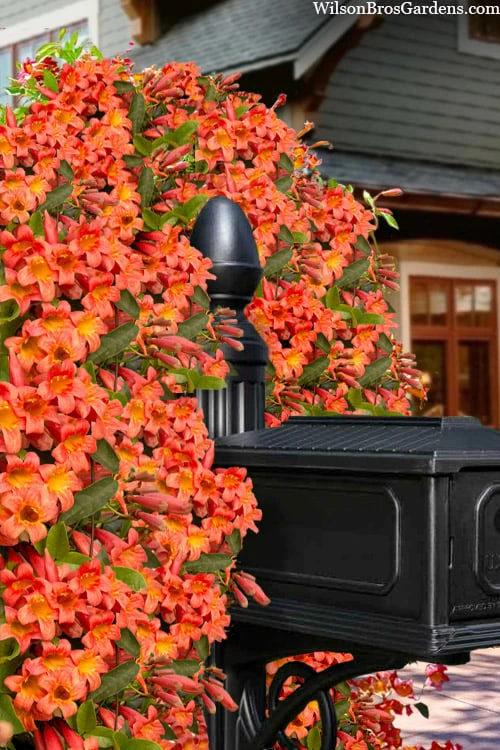 Tangerine Beauty Crossvine Bignonia - 6 Pack of 1 Gallon Pots