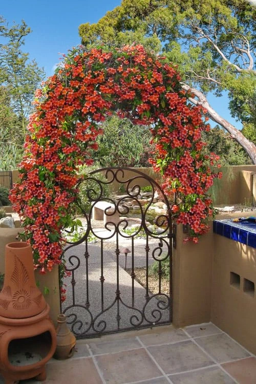 Tangerine Beauty Crossvine Bignonia - 6 Pack of 1 Gallon Pots