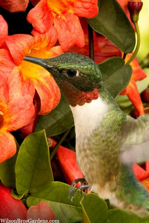 Tangerine Beauty Crossvine Bignonia - 6 Pack of 1 Gallon Pots