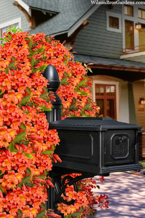 Tangerine Beauty Crossvine Bignonia - 6 Pack of 1 Gallon Pots