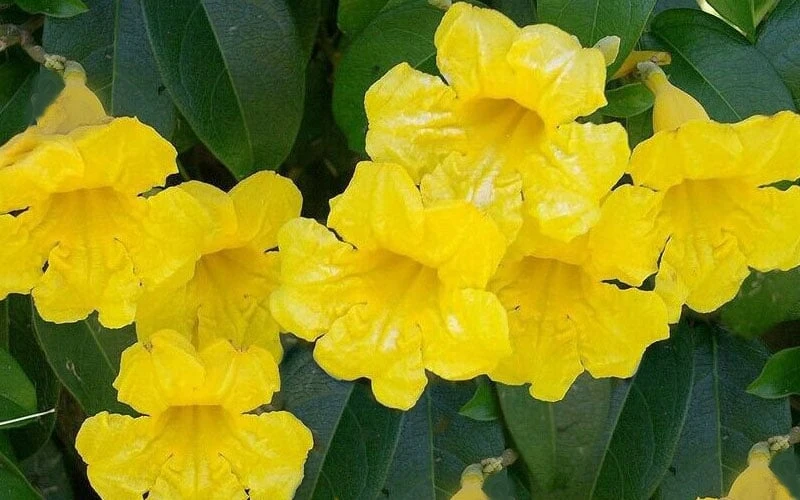 Yellow Crossvine (Bignonia) - 1 Gallon Pot