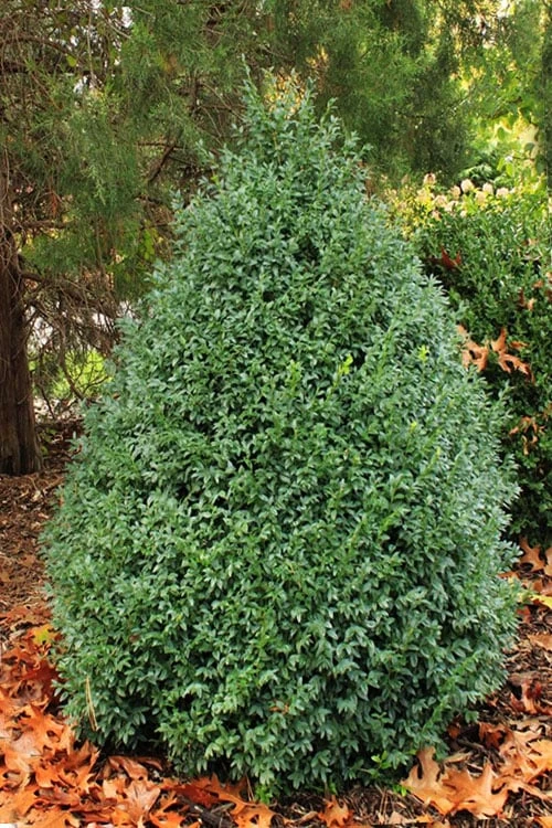John Baldwin Pyramidal Boxwood - 3 Gallon Pot