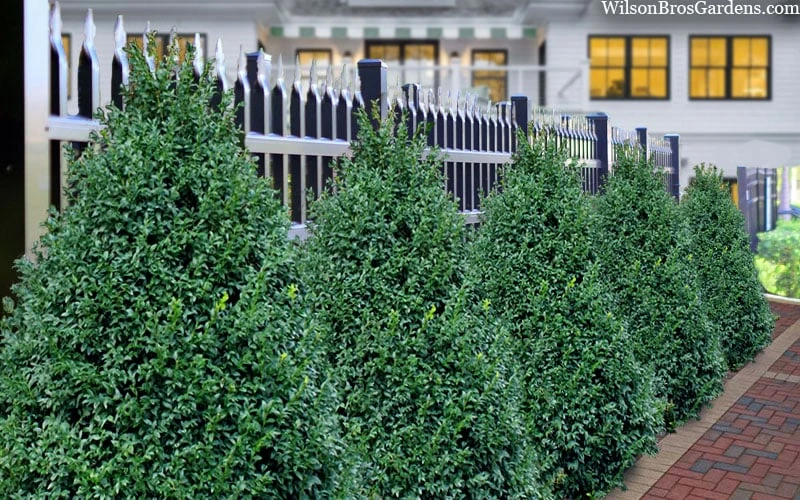 John Baldwin Pyramidal Boxwood - 3 Gallon Pot