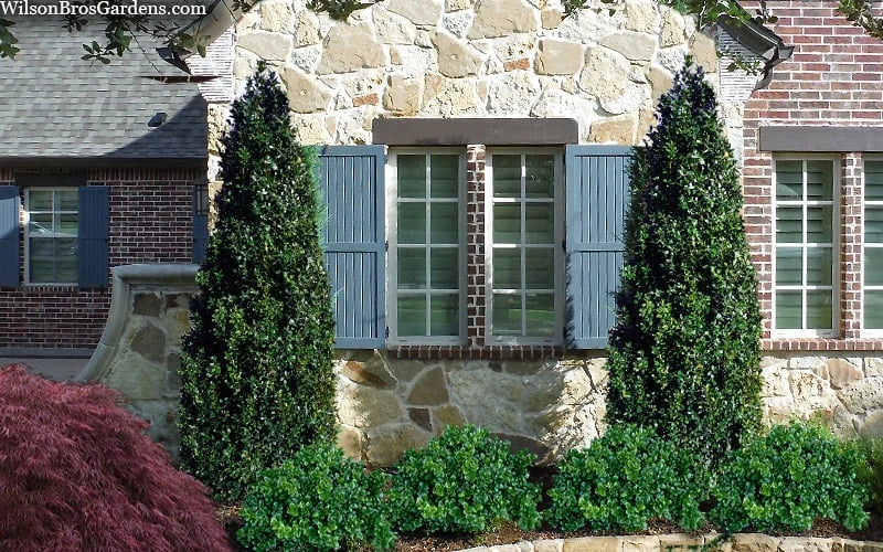 Arctic Emerald Columnar Boxwood - 1 Gallon Pot