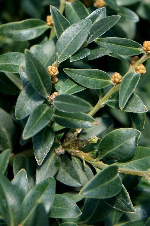 Arctic Emerald Columnar Boxwood - 1 Gallon Pot