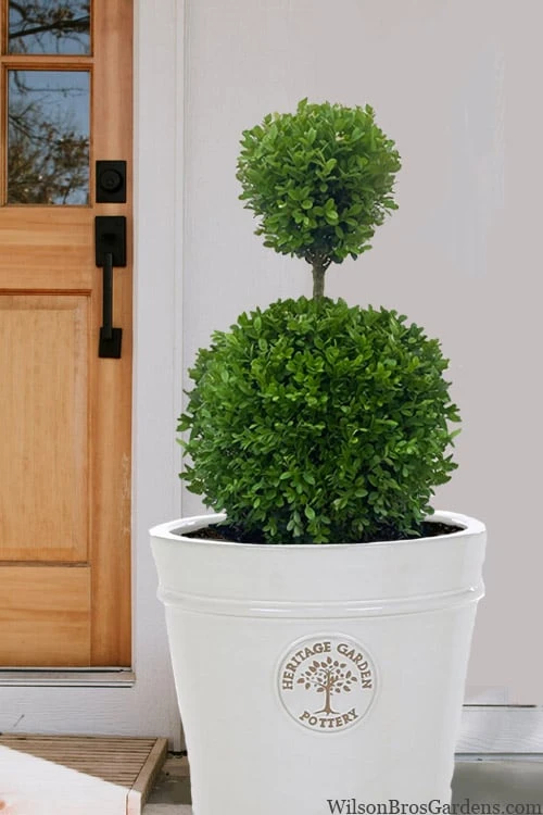 Dwarf English Boxwood Two-Ball Poodle Tier Topiary - 3 Gallon Pot