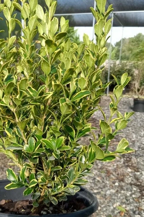 Sunburst Variegated Korean Boxwood - 1 Gallon Pot